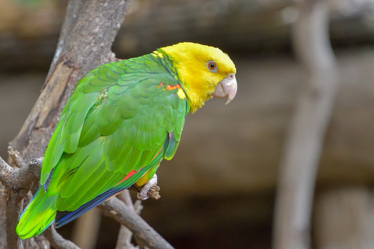 Close up of the yellow-headed parrot, otherwise known as the yellow-headed amazon. A popular pet species from south america on the endangered list of birds.