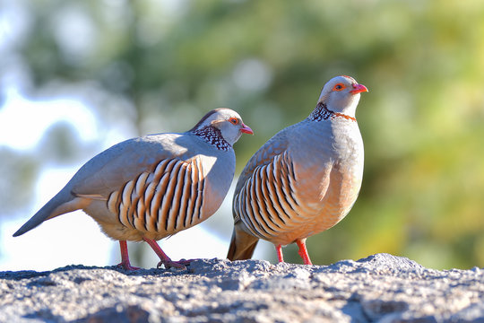 Portrait of a barbary partridge, alectoris barbara, spotted in the bottom of Masca canyon, Tenerife