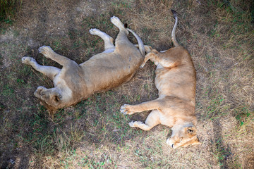 lions sleeping on the ground