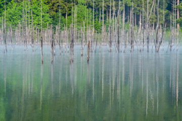 Strains reflection. Lake Cuejdel. Piatra Neamt. Romania.