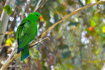 Portrait of colorful parrot against jungle background