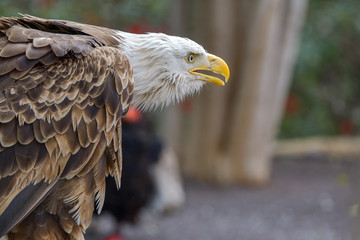 The Bald Eagle (Haliaeetus leucocephalus) portrait