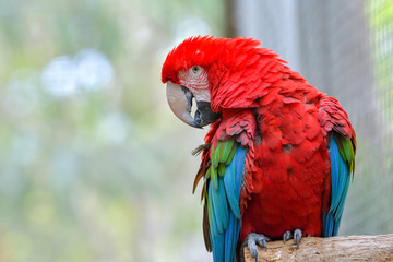 Portrait of colorful Scarlet Macaw parrot against jungle background