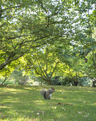 Grey squirrel eating but in green park