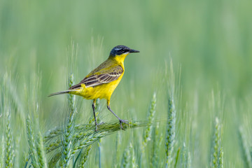 Bird - Yellow Wagtail (Motacilla flava) male, spring time