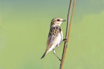 Whinchat Saxicola rubetra Paapje