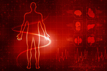 2d illustration Human Male Muscle Body