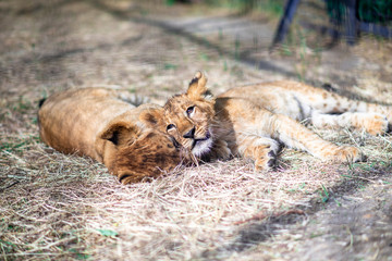 lions sleeping on the ground