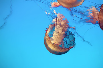 jellyfish in the aquarium
