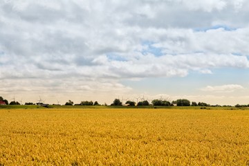 ripe cornfield or cereal field in sunny weather