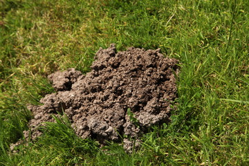 Mole Hill with Grass