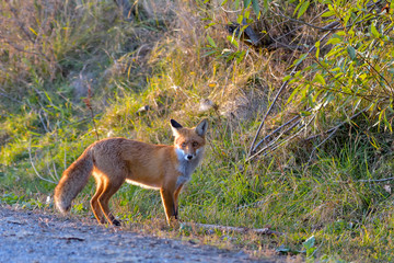 Close portrait of a Red Fox