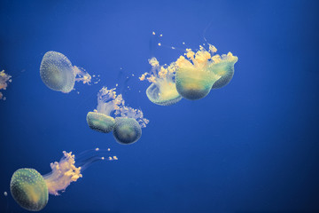 jellyfish in the aquarium