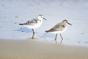 Sandpiper on seashore. Baltic seaside.