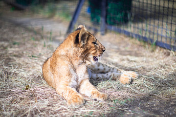 lions sleeping on the ground