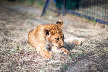 lions sleeping on the ground