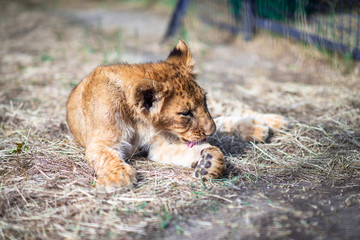 lions sleeping on the ground