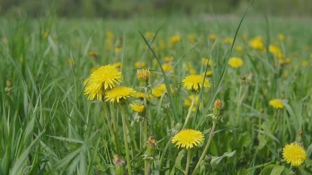 Beautiful dandelions in a field in the background of a forest.