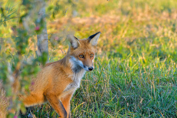 Close portrait of a Red Fox