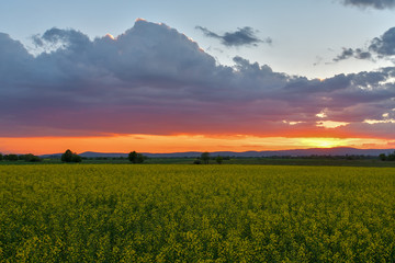Fototapeta na wymiar colorful landscape of blossom rapeseed on sundown