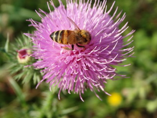 ape in natura sul fiore