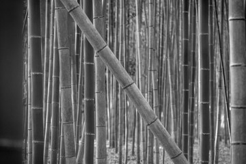 01.26.16. Kyoto, Japan. A walk through the bamboo grove at Arashiyama.