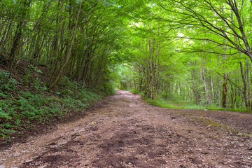 Colorful summer landscape. Pathway in the woods. Green trees around a lane. The bright colors of nature in the park.