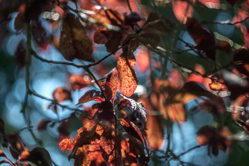 feuille03