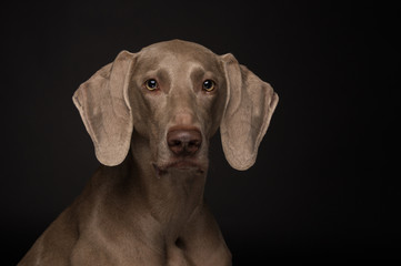 Weimaraner dog 