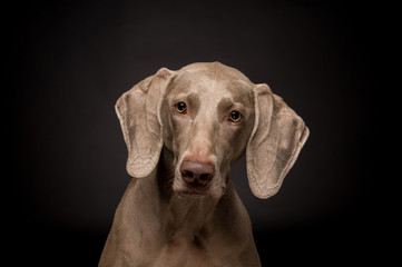 Weimaraner dog