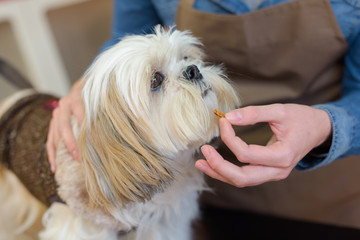 cute little dog at groomer salon