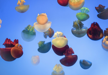 Fototapeta na wymiar jellyfish in the aquarium