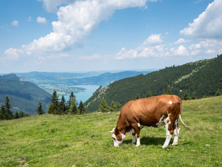 Fototapeta na wymiar Kuh auf einer Alm