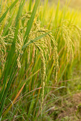 Paddy rice field in countryside Thailand.