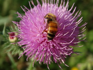 ape in natura sul fiore