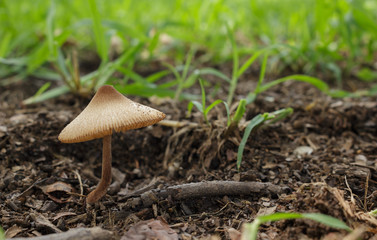 mushroom food edible in forest