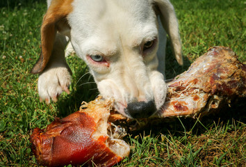 Beagle lying on meadow and eat bone