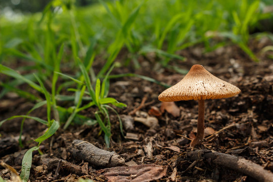 mushroom food edible in forest
