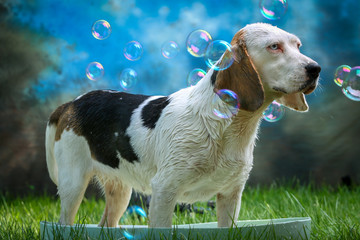 Cute dog having bath on a hot summer day