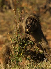 baboon biting twig of bush