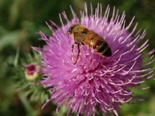 ape in natura sul fiore