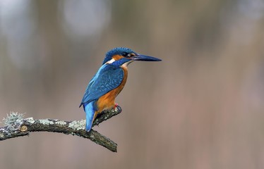 Kingfisher