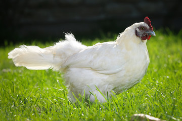 Hen close up on grass in summer