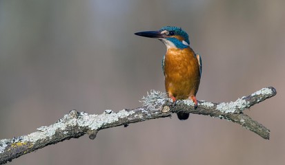 Kingfisher