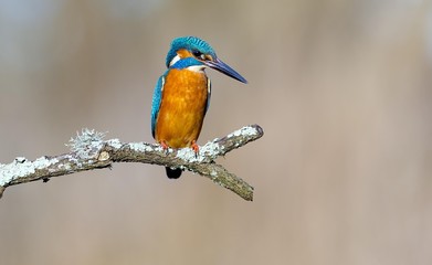 Kingfisher