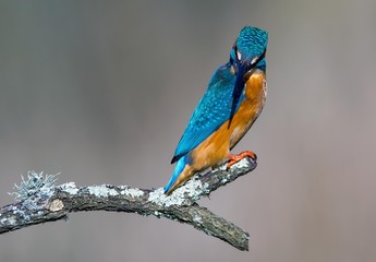 Kingfisher 