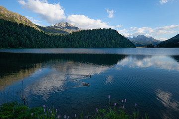 Naklejka premium Pair of ducks mallards sail in pairs in an alpine lake