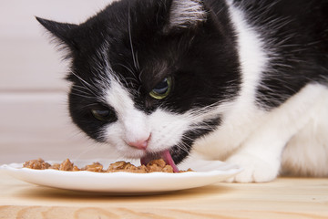 black and white old cat eats from a plate