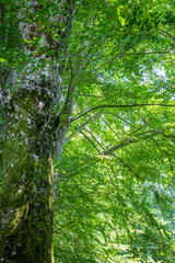 Naklejka premium bosque