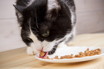 black and white old cat eats from a plate